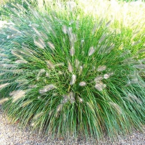 Pennisetum aloepecuroides Hameln ORNAMENTAL FOUNTAIN GRASS Seeds