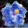 10 Dinnerplate Hibiscus Icy Silver Perennial Flower Seed Easy To Grow Huge 10-12 Inch Flowers