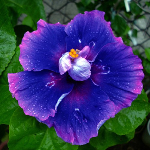 10 Dinnerplate Hibiscus Milkyway Perennial Flower Seed Easy To Grow Huge 10-12 Inch Flowers