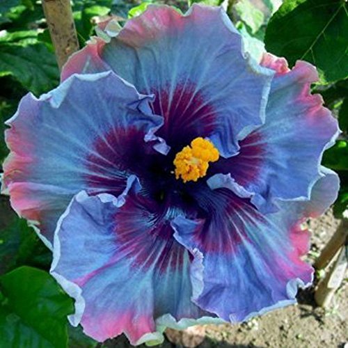 10 Dinnerplate Hibiscus Perennial Flower Seed Easy To Grow Huge 10-12 Inch Flowers Fairy Dust
