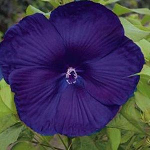 10 Dinnerplate Hibiscus Perennial Flower Seed Easy To Grow Huge 10-12 Inch Flowers