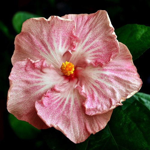 10 Dinnerplate Hibiscus Pink Sugar Perennial Flower Seed Easy To Grow Huge 10-12 Inch Flowers