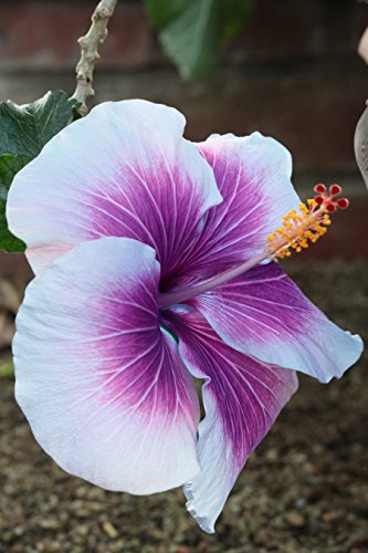10 Dinnerplate Hibiscus Purple Cream Perennial Flower Seed Easy To Grow Huge 10-12 Inch Flowers