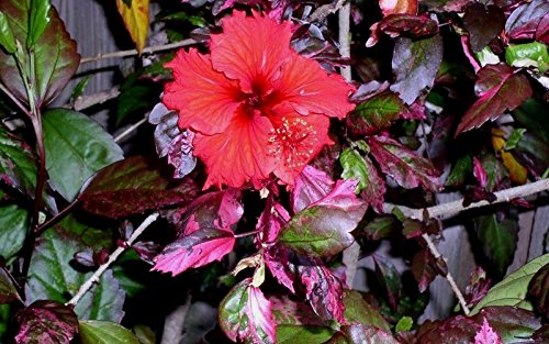10 Dinnerplate Hibiscus Red Hot Perennial Flower Seed Easy To Grow Huge 10-12 Inch Flowers