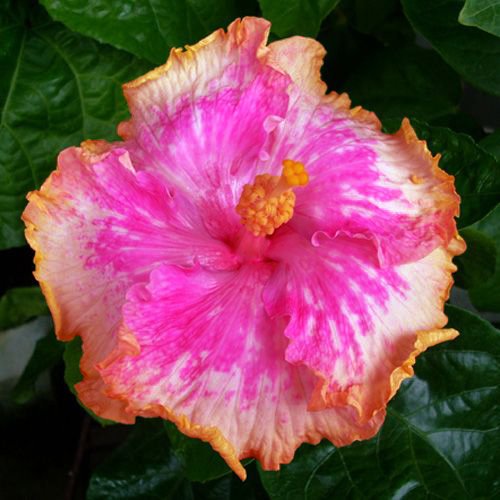 10 Dinnerplate Hibiscus Spicy Sunset Perennial Flower Seed Easy To Grow Huge 10-12 Inch Flowers