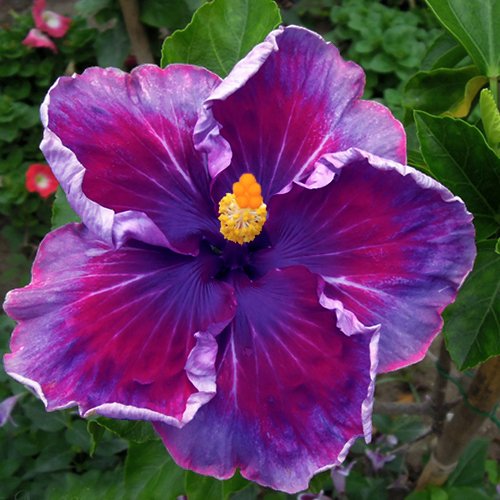 10 Dinnerplate Hibiscus Top Secret Perennial Flower Seed Easy To Grow Huge 10-12 Inch Flowers