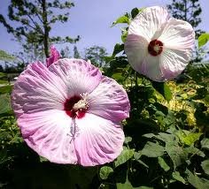 4 Bareroot Hardy Hibiscus Mix  Mallow Flower Rose Mallow  Perennial Hibiscus Dinnerplate Hibiscus