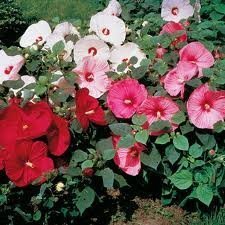 50 Hardy Hibiscus Mix Seeds  Mallow Flower Rose Mallow  Perennial Hibiscus Dinnerplate Hibiscus