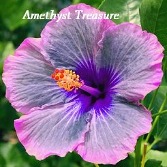 Amethyst Treasure Hibiscus Hibiscus Seeds 10 Seeds Perennial Hibiscus Hibiscus Flower
