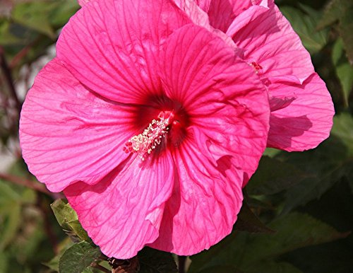 Brandy Punch Giant Hibiscus Rose Mallow Perennial - Huge Flowers - Gallon Pot