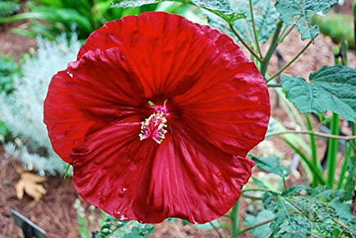 Cherry Brandy Giant Hibiscus Rose Mallow Perennial - Huge Flowers - Gallon Pot