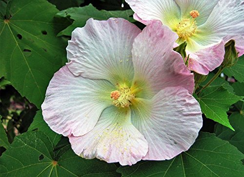 Confederate Rose Hibiscus Cotton Rose Heirloom Perennial Flower Garden 20 Seeds