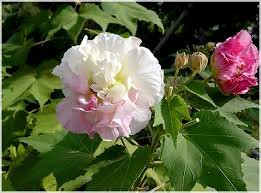 Confederate Rose Hibiscus Double Cotton Rose Perennial Flower Garden 20 Seeds