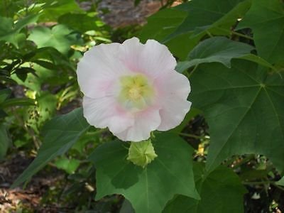 Confederate Rose SINGLE Cotton Rose Perennial Hibiscus Flower Garden - 15 Seeds