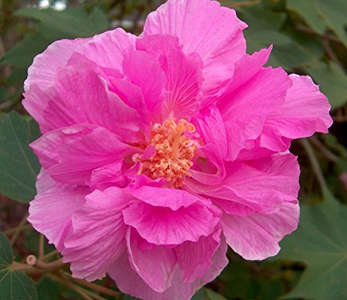 DOUBLE Confederate Rose Cotton Rose Perennial Hibiscus Flower Garden - 25 Seeds