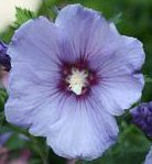 Diamond Perennials Hibiscus Azurri Blue Satin Potted Plant 5-8 Tall