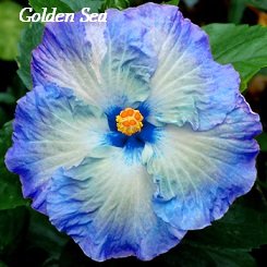 Golden Sea Hibiscus Hibiscus Seeds 10 Seeds Perennial Hibiscus Hibiscus Flower