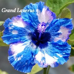 Grand Lazerus Hibiscus Hibiscus Seeds 10 Seeds Perennial Hibiscus Hibiscus Flower by Idahoseeds