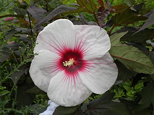 Hardy Hibiscus Seeds9733 Kopper King9733 Winter Hardy Flowering Perennial973310 Seeds