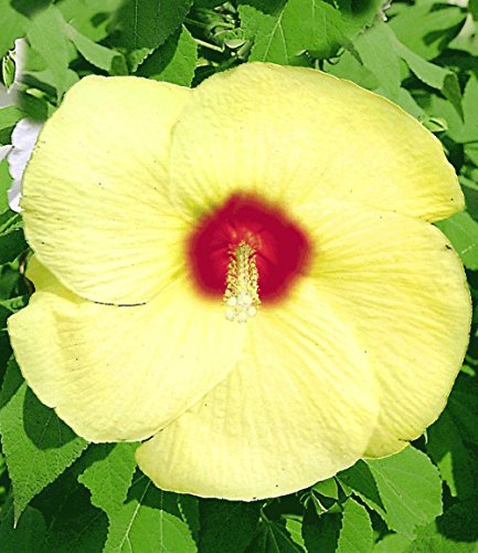 Hardy Hibiscus Seeds9733 Old Yella9733 Perennial Flowering Shrub9733 10 Seeds