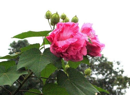 Hibiscus Mutabilis 1 Cuttings dark Pink  Perennial 8 Inch Cutting Unrooted