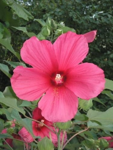 Hibiscus moscheutos Moy Grande PERENNIAL Seeds HARDY