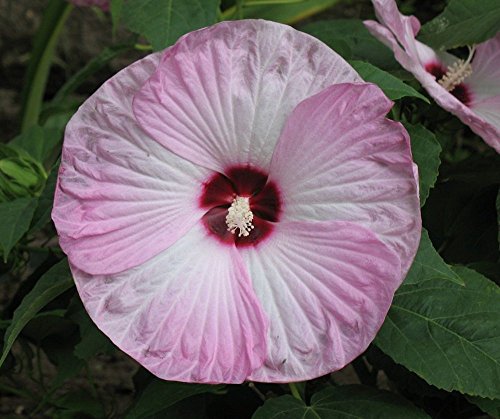 Luna Pink Swirl Perennial Hibiscus Plant - 3 Pot