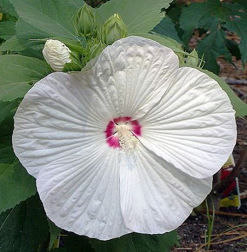 Pinot Grigio Giant Hibiscus Rose Mallow Perennial - Huge Flowers - Gallon Pot