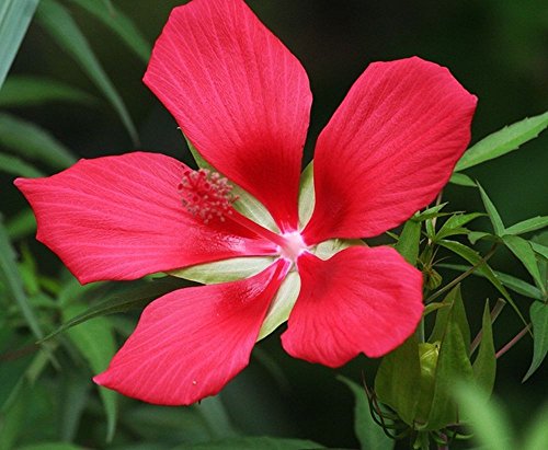 Red Texas Star Rose Mallow Heirloom Perennial Hibiscus Flower Garden - 25 Seeds