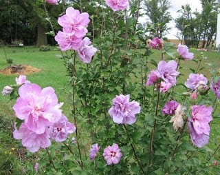 Rose Of Sharonquothibiscus Syriacus- Pink Peony&quot  15perennial Seeds