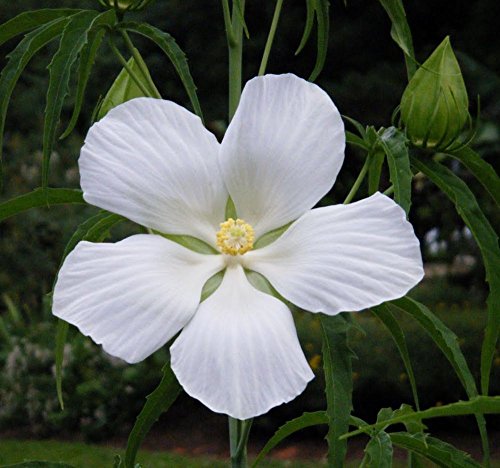 White Texas Star Rose Mallow Heirloom Perennial Hibiscus Flower Garden- 25 Seeds
