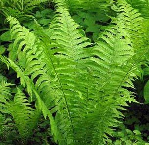 2 Shade Loving Perennials Hardy Ferns Ostrich Tennessee Fern Roots Plants Start