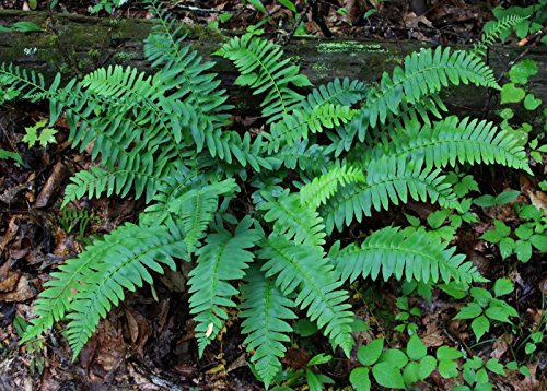 3 Shade Loving Perennials Hardy Ferns Christmas Fern Roots Plants Starts