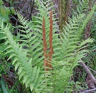 3 Shade Loving Perennials Hardy Ferns Cinnamon Fern Roots Plants Starts