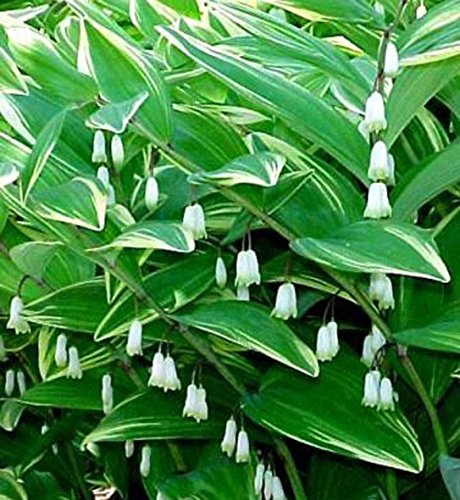 2 Polygonatum Odoratum Variegatumperennial Flower Shade Loving Plant