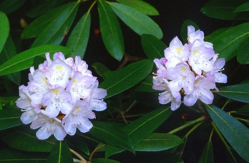 25 Purple Queen Rhododendrun  Flowers Shrubs  Trees Shade Loving Perennial