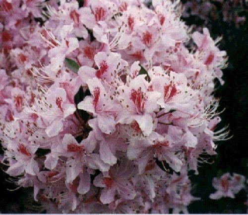 25 RHODODENDRUN ROSEBAY SEEDS  FLOWERS SHRUBS TREES  SHADE LOVING PERENNIAL