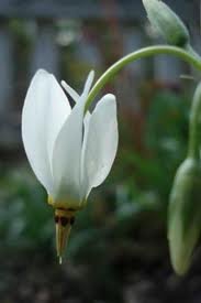 25 White Dodecatheon Meadia Midlands Shooting Star Perennial  Shade Loving Flower Seeds  Perennial