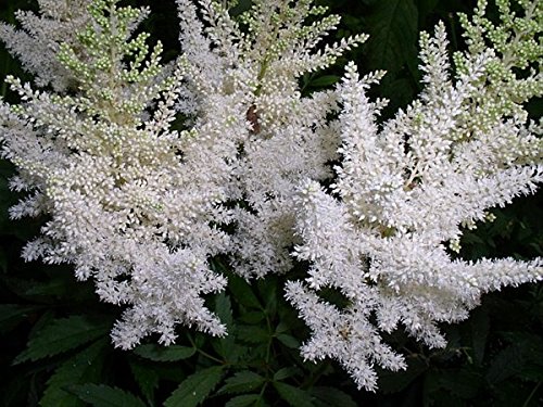 3 Astilbe - Plantsroot Astilbequotwhite&quot  Plant Nonstop Blooms perennial Shade Loving