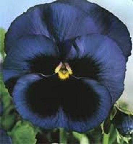 35 Swiss Giant Ullswater Pansy Flower Seeds  Shade Loving Perennial