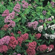 40 Centranthus Jupiters Beard Flower Seeds Mix  Sun Or Shade Loving Perennial drought And Heat Tolerant