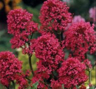 40 Centranthus Red Jupiters Beard Flower Seeds  Sun Or Shade Loving Perennial drought And Heat Tolerant