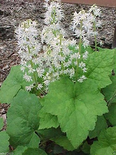 50 Foamflower Seeds tiarella Wherryi Perennial Shade Loving Ground Cover Plant