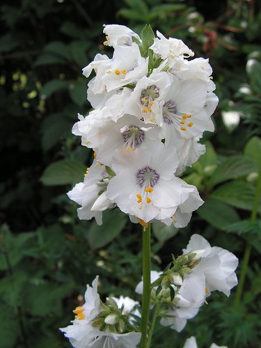 70 Polemonium Pearl White Jacobs Ladder Flower Seeds  Shade Loving Perennial