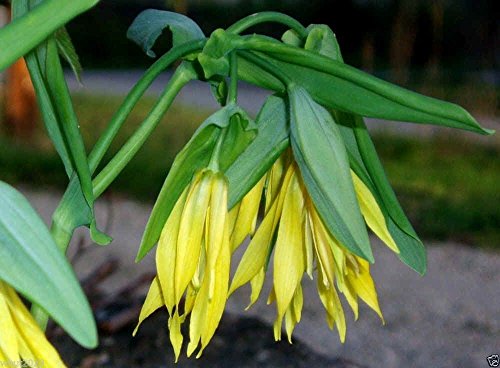 Fairybells  Bellwort Uvularia grandiflora Shade loving Perennial -10 Seeds