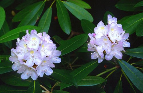 NEW 25 PURPLE RHODODENDRUN SEEDS  FLOWERS SHRUBS TREES  SHADE LOVING PERENNIAL
