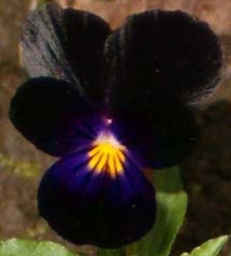 NEW 35 VELVETY BLACK VIOLA FLOWER SEEDS  SHADE LOVING PERENNIAL