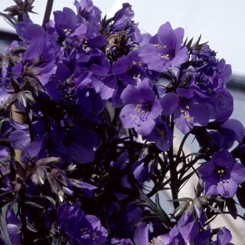 NEW 40 PURPLE RAIN POLEMONIUM JACOBS LADDER FLOWER SEEDS  SHADE LOVING PERENNIAL