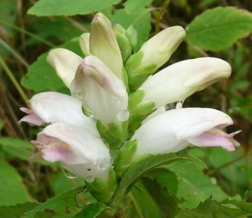 NEW 50 CHELONE GLABRA WHITE TURLE HEAD FLOWER SEEDS  SHADE LOVING PERENNIAL