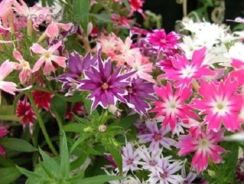 Phlox Twinkle Star Mix Shade Loving  Perennial Flower Seeds